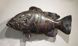 Image of Alan Bennett's ceramic sculpture Nassau Grouper.